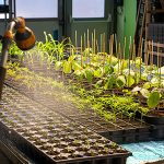 Serres du CTM : des semis au cœur d’un fleurissement durable