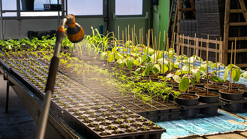 Serres du CTM : des semis au cœur d’un fleurissement durable