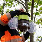 Le frelon à pattes jaunes : mobilisation et protection de la biodiversité