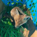 Un renard sauvé grâce à de bons réflexes